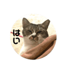 猫のうしとらスタンプッ（個別スタンプ：27）