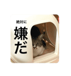 猫のうしとらスタンプッ（個別スタンプ：28）