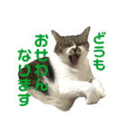 猫のうしとらスタンプッ（個別スタンプ：31）