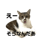猫のうしとらスタンプッ（個別スタンプ：32）