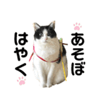 猫のうしとらスタンプッ（個別スタンプ：33）