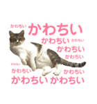 猫のうしとらスタンプッ（個別スタンプ：35）