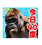 サングラスしたゴリラの夏2【関西弁】（個別スタンプ：12）