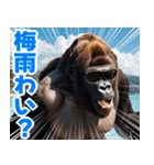 サングラスしたゴリラの夏2【関西弁】（個別スタンプ：15）