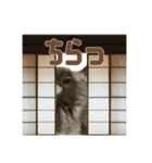 こふくちゃん オニャンコラージュver.1.0（個別スタンプ：13）