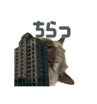 こふくちゃん オニャンコラージュver.1.0（個別スタンプ：14）