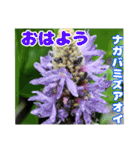 7月の山野草のお花を添えて、日常のご挨拶（個別スタンプ：1）