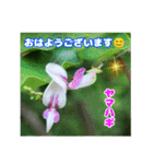 7月の山野草のお花を添えて、日常のご挨拶（個別スタンプ：2）