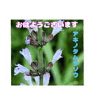 7月の山野草のお花を添えて、日常のご挨拶（個別スタンプ：3）
