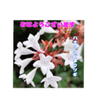 7月の山野草のお花を添えて、日常のご挨拶（個別スタンプ：4）