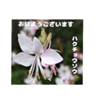 7月の山野草のお花を添えて、日常のご挨拶（個別スタンプ：5）