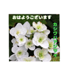 7月の山野草のお花を添えて、日常のご挨拶（個別スタンプ：6）