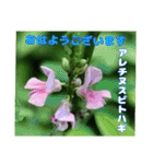 7月の山野草のお花を添えて、日常のご挨拶（個別スタンプ：7）