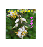 7月の山野草のお花を添えて、日常のご挨拶（個別スタンプ：8）
