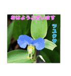 7月の山野草のお花を添えて、日常のご挨拶（個別スタンプ：9）