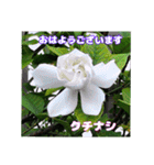 7月の山野草のお花を添えて、日常のご挨拶（個別スタンプ：10）