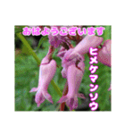 7月の山野草のお花を添えて、日常のご挨拶（個別スタンプ：11）
