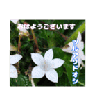 7月の山野草のお花を添えて、日常のご挨拶（個別スタンプ：12）