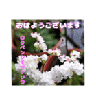 7月の山野草のお花を添えて、日常のご挨拶（個別スタンプ：13）