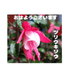 7月の山野草のお花を添えて、日常のご挨拶（個別スタンプ：14）