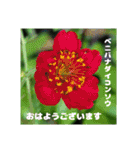 7月の山野草のお花を添えて、日常のご挨拶（個別スタンプ：15）