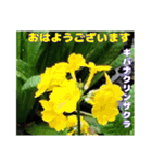 7月の山野草のお花を添えて、日常のご挨拶（個別スタンプ：16）