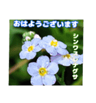 7月の山野草のお花を添えて、日常のご挨拶（個別スタンプ：17）