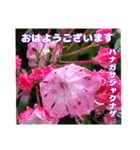 7月の山野草のお花を添えて、日常のご挨拶（個別スタンプ：18）