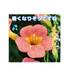 7月の山野草のお花を添えて、日常のご挨拶（個別スタンプ：19）