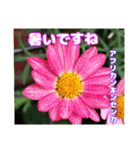 7月の山野草のお花を添えて、日常のご挨拶（個別スタンプ：20）
