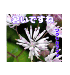 7月の山野草のお花を添えて、日常のご挨拶（個別スタンプ：21）
