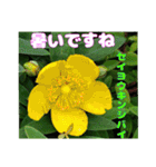 7月の山野草のお花を添えて、日常のご挨拶（個別スタンプ：22）