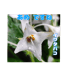 7月の山野草のお花を添えて、日常のご挨拶（個別スタンプ：23）
