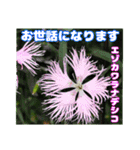 7月の山野草のお花を添えて、日常のご挨拶（個別スタンプ：24）