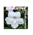 7月の山野草のお花を添えて、日常のご挨拶（個別スタンプ：25）