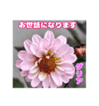7月の山野草のお花を添えて、日常のご挨拶（個別スタンプ：26）