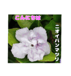 7月の山野草のお花を添えて、日常のご挨拶（個別スタンプ：27）