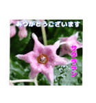 7月の山野草のお花を添えて、日常のご挨拶（個別スタンプ：28）