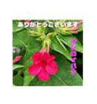 7月の山野草のお花を添えて、日常のご挨拶（個別スタンプ：29）
