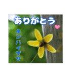 7月の山野草のお花を添えて、日常のご挨拶（個別スタンプ：30）