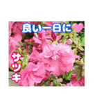 7月の山野草のお花を添えて、日常のご挨拶（個別スタンプ：31）