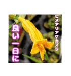 7月の山野草のお花を添えて、日常のご挨拶（個別スタンプ：32）