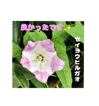 7月の山野草のお花を添えて、日常のご挨拶（個別スタンプ：34）