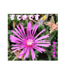 7月の山野草のお花を添えて、日常のご挨拶（個別スタンプ：35）