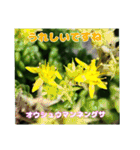 7月の山野草のお花を添えて、日常のご挨拶（個別スタンプ：36）