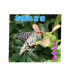 7月の山野草のお花を添えて、日常のご挨拶（個別スタンプ：37）