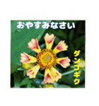 7月の山野草のお花を添えて、日常のご挨拶（個別スタンプ：39）