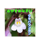 7月の山野草のお花を添えて、日常のご挨拶（個別スタンプ：40）