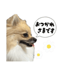 ポメのぽんちゃんスタンプ（個別スタンプ：1）