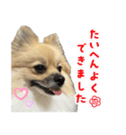 ポメのぽんちゃんスタンプ（個別スタンプ：3）